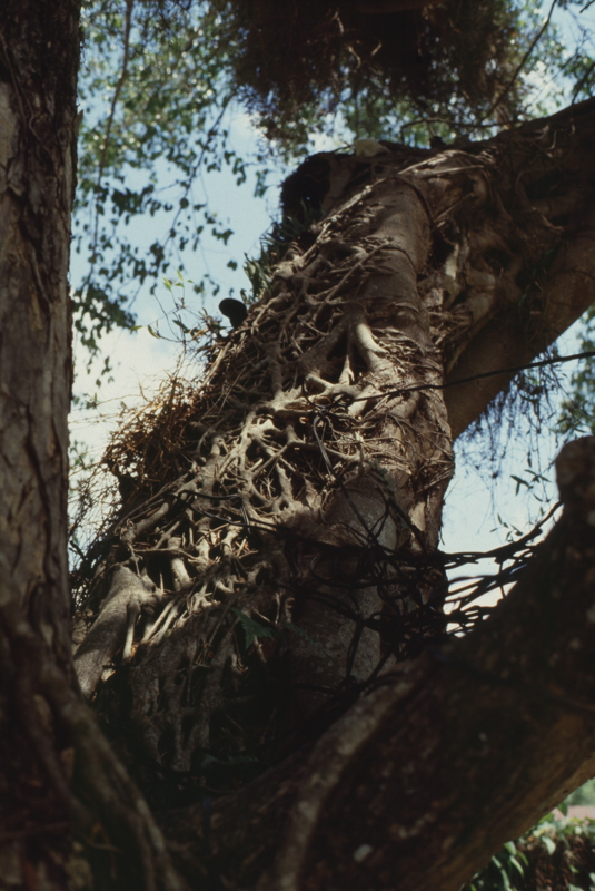 098_cooler_baum.jpg