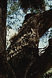 098_cooler_baum.jpg
