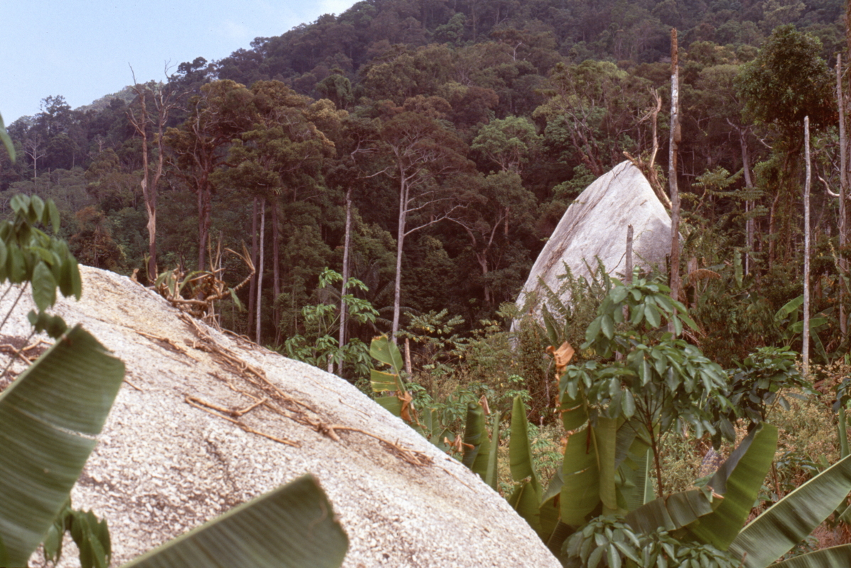 119_felsen_im_wald.jpg