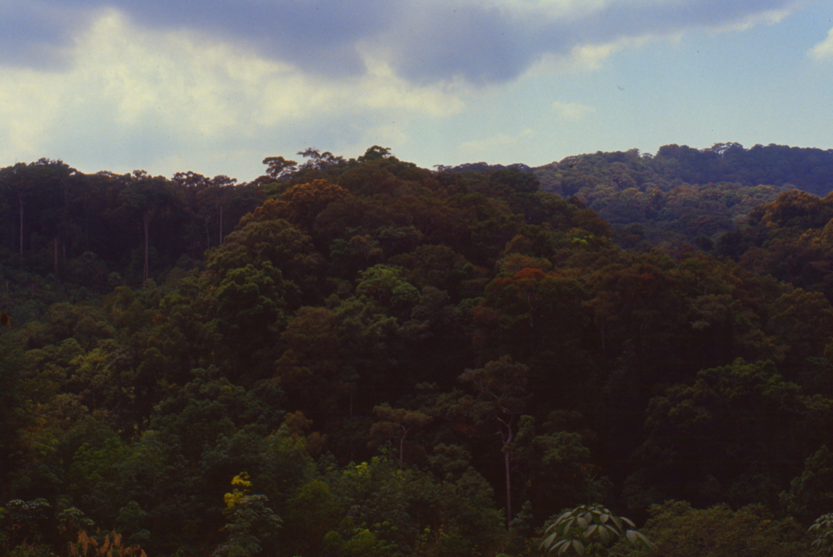 120_wolken_ueber_dem_wald.jpg