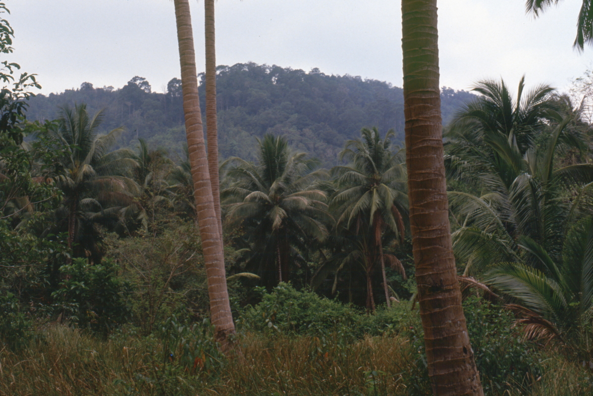 131_palmenwald.jpg