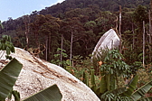 119_felsen_im_wald.jpg