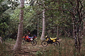 130_boecke_im_wald.jpg