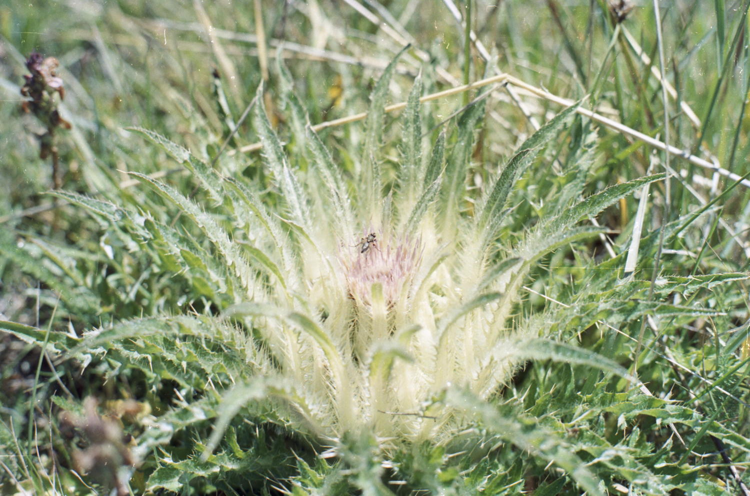 019_silberdistel.jpg