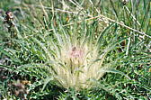 019_silberdistel.jpg