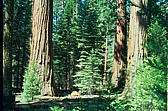 031_sequoias_unten.jpg